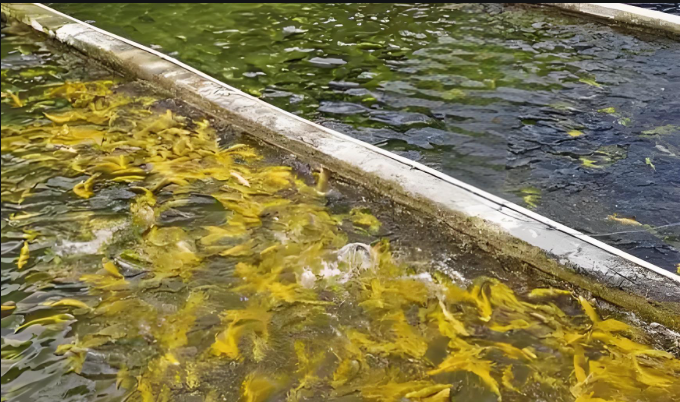 水產養(yǎng)殖水質檢測標準參數(shù)表-魚蝦貝藻類漁業(yè)水質分析儀